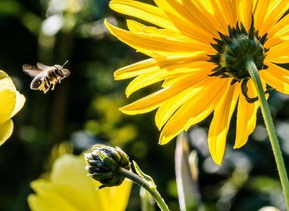 méhcsípés vs vöröshagyma forrás: Pixabay